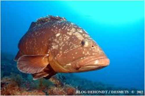 MEROU / 1 KG